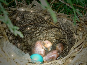 Baby Catbirds in nest outside my window.