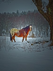 2 2 2015 Blog Snow Horses Unicorns (3)_720x960