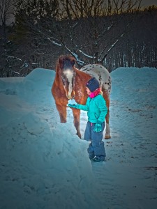 snow Horse (4)