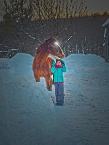 snow Horse (5)