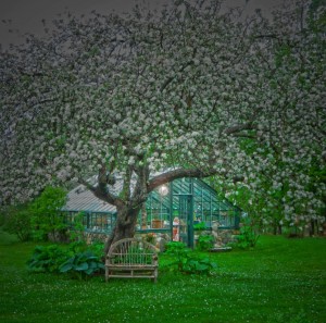 Wolf River apple tree full bloom