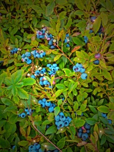 Blueberry Bars (1)