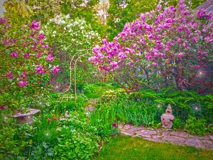 Lilacs in Maine Where the Fairy Folk Glow